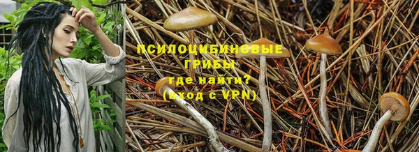 PSILOCYBIN Липки